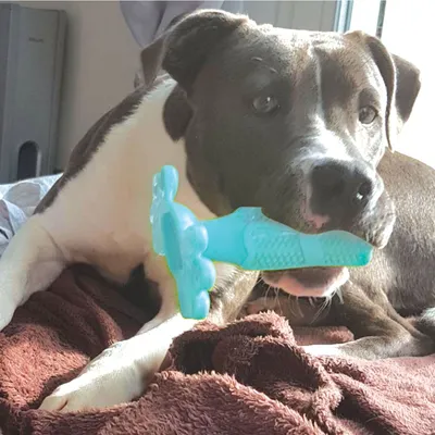 Doogy Stick Brosse à dent caoutchouc