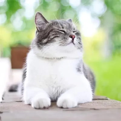 MCBOSON  Peigne à puces électronique