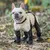 MCBOSON Wasserdichte Hundeschuhe MCBOSON Wasserdichte Hundeschuhe