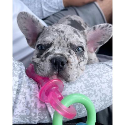 Nylabone Jouet à mâcher pour chiot