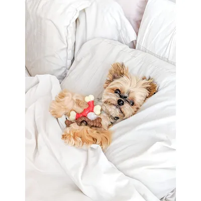 Nylabone Jouet à mâcher pour chiens