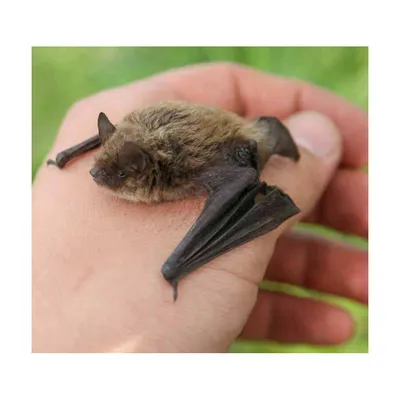 Nichoir en bois, hauteur 28.5 cm, couleur aléatoire pour chauve-souris
