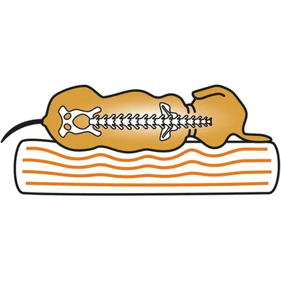 Knuffelwuff Panier orthopédique pour chien Jessy