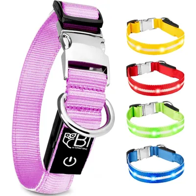 Collier Lumineux pour Chiens - Sécurité, Visibilité Nocturne, Rechargeable