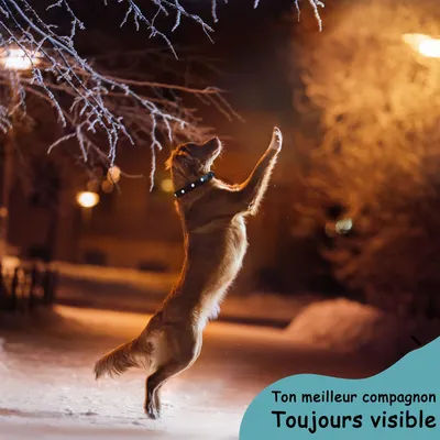 Collier Lumineux pour Chiens - Sécurité, Visibilité Nocturne, Promenades