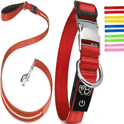 Collier Lumineux pour Chiens - Sécurité, Visibilité Nocturne, Rechargeable