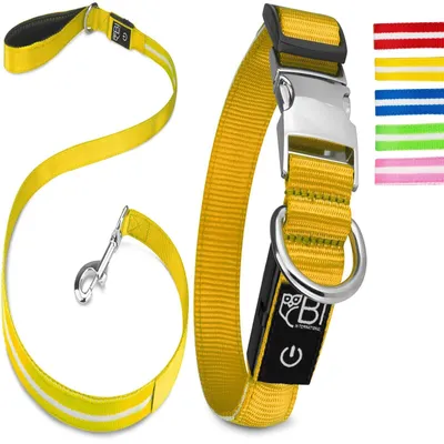Collier Lumineux pour Chiens - Sécurité, Visibilité Nocturne, Rechargeable