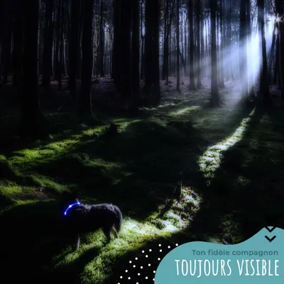 Collier Lumineux pour Chiens - Sécurité, Visibilité Nocturne, Rechargeable