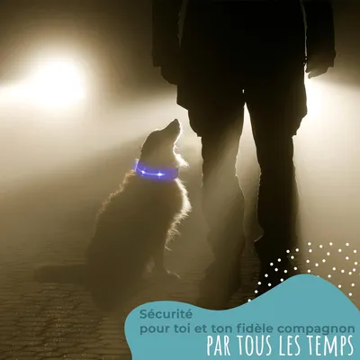 Collier Lumineux pour Chiens - Sécurité, Visibilité Nocturne, Rechargeable