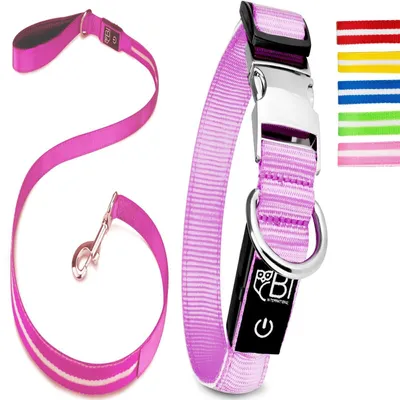 Collier Lumineux pour Chiens - Sécurité, Visibilité Nocturne, Rechargeable