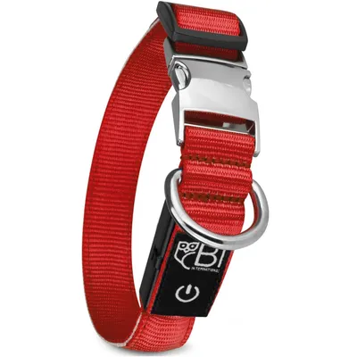 Collier Lumineux pour Chiens - Sécurité, Visibilité Nocturne, Rechargeable