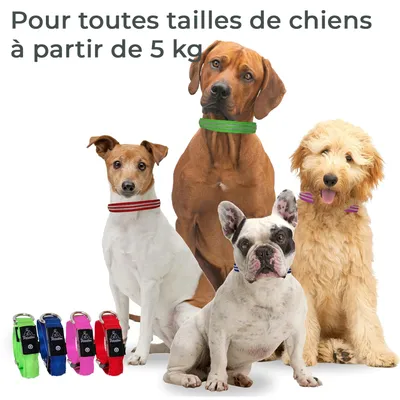 Collier Lumineux pour Chiens - Sécurité, Visibilité Nocturne, Rechargeable