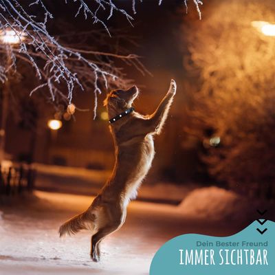 Collier Lumineux pour Chiens - Sécurité, Visibilité Nocturne, Rechargeable