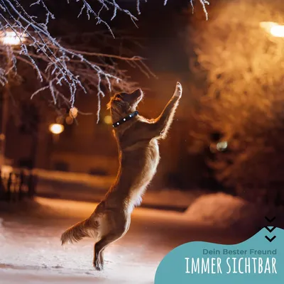 Collier Lumineux pour Chiens - Sécurité, Visibilité Nocturne, Rechargeable