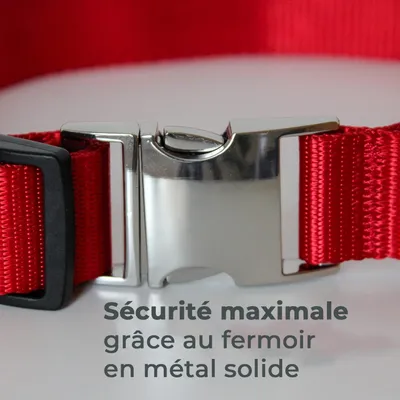 Collier Lumineux pour Chiens - Sécurité, Visibilité Nocturne, Rechargeable
