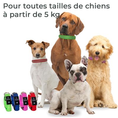 Collier Lumineux pour Chiens - Sécurité, Visibilité Nocturne, Rechargeable