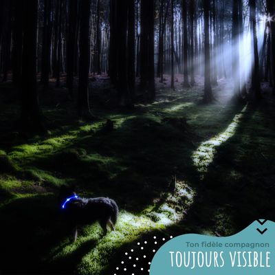 Collier Lumineux pour Chiens - Sécurité, Visibilité Nocturne, Rechargeable
