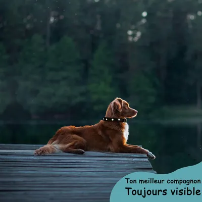 Collier Lumineux pour Chiens - Sécurité, Visibilité Nocturne, Rechargeable