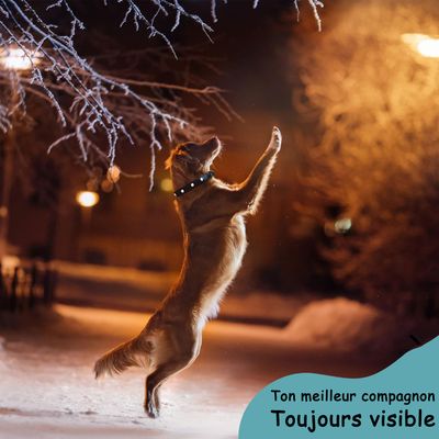 Collier Lumineux pour Chiens - Sécurité, Visibilité Nocturne, Rechargeable