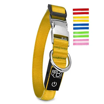 Collier Lumineux pour Chiens - Sécurité, Visibilité Nocturne, Rechargeable