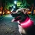 Collier Lumineux pour Chiens - Sécurité, Visibilité Nocturne, Rechargeable