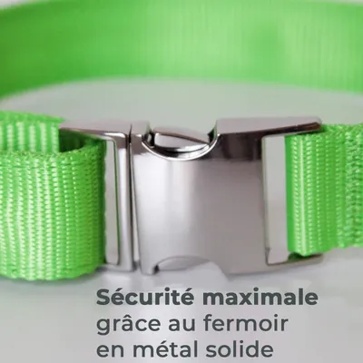 Collier Lumineux pour Chiens - Sécurité, Visibilité Nocturne, Rechargeable