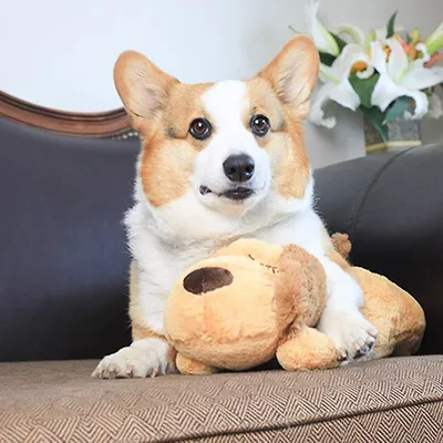 Jouets pour chiots avec Heartbeat Dog Sleep Buddy