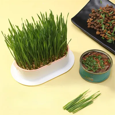 MCBOSON Jardinière d'herbe à chat