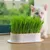 MCBOSON Jardinière d'herbe à chat
