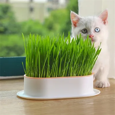MCBOSON Jardinière d'herbe à chat