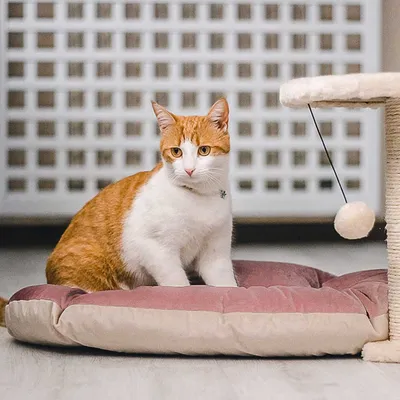 Ferplast Weiches Samtkissen für Hunde und Katzen. PRINCE