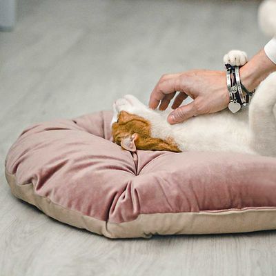 Ferplast Coussin en velours doux pour chiens et chats. PRINCE