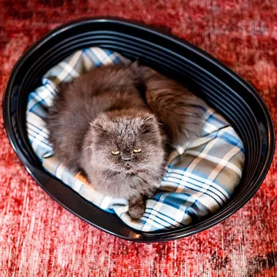 Ferplast Coussin double-face pour chiens et chats. En SCOTT