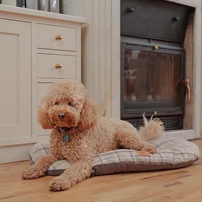 Ferplast Coussin double-face pour chiens et chats. En SCOTT