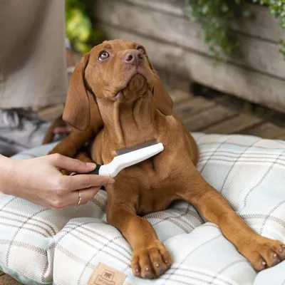 Ferplast Peigne à puces pour chiens et chats. Poil court et GRO 5753