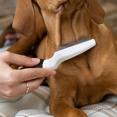 Ferplast Peigne à puces pour chiens et chats. Poil court et GRO 5753
