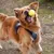 Ferplast Balle jouet pour chien Ferplast Chewa Boing, CHEWA BOING Ferplast Balle jouet pour chien Ferplast Chewa Boing, CHEWA BOING