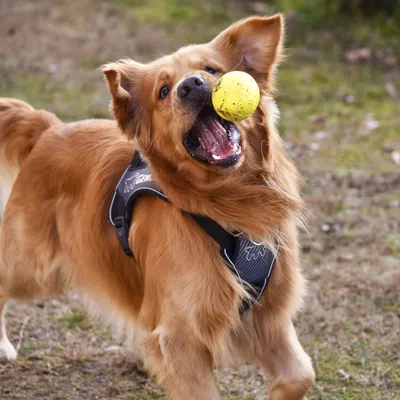 Ferplast Balle jouet pour chien Ferplast Chewa Boing, CHEWA BOING Ferplast Balle jouet pour chien Ferplast Chewa Boing, CHEWA BOING