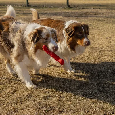 Ferplast Jouet dentaire pour chien, Os Ferplast Smile, SMILE Os