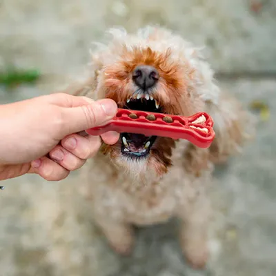 Ferplast Jouet dentaire pour chien, Os Ferplast Smile, SMILE Os