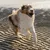 Ferplast Balle jouet pour chien Ferplast Chewa Boing, CHEWA BOING