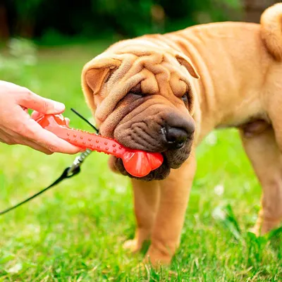 Ferplast Os pour chiens en polyuréthane Jouet PA 6482