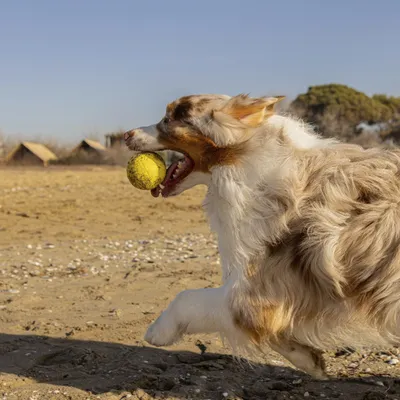 Ferplast Balle jouet pour chien Ferplast Chewa Boing, CHEWA BOING