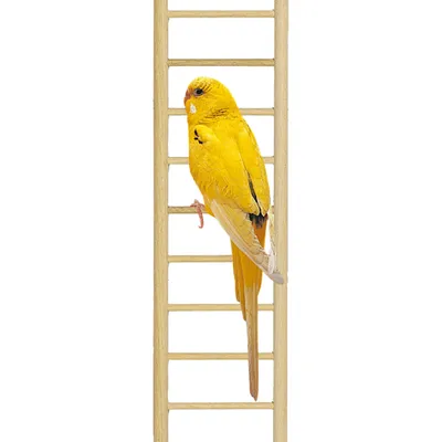 Ferplast Échelle en bois pour petits perroquets, les Echelle PA 4002