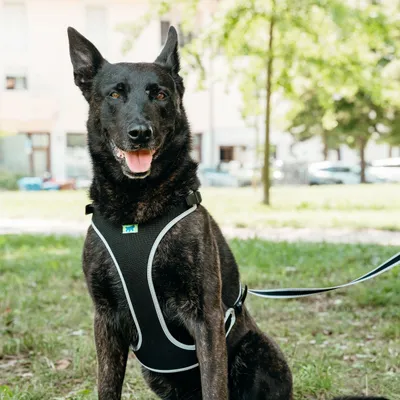 Ferplast Harnais ergonomique avec micro-régulation - ERGOCOMFORT P