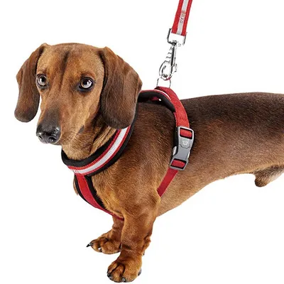 Ferplast Harnais réfléchissante pour chiens avec boucle DAYTONA CROSS P