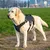 Ferplast Harnais pour chien ergonomique anti-évasion et ERGOTREKKING P