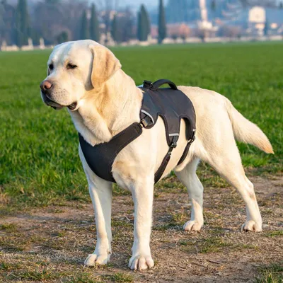 Ferplast Harnais pour chien ergonomique anti-évasion et ERGOTREKKING P