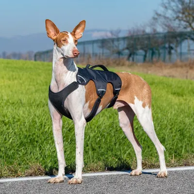Ferplast Harnais pour chien ergonomique anti-évasion et ERGOTREKKING P