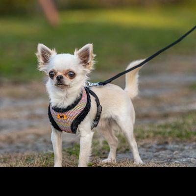 Ferplast Harnais en tissu respirant pour chiens et chats. NIKITA FUR